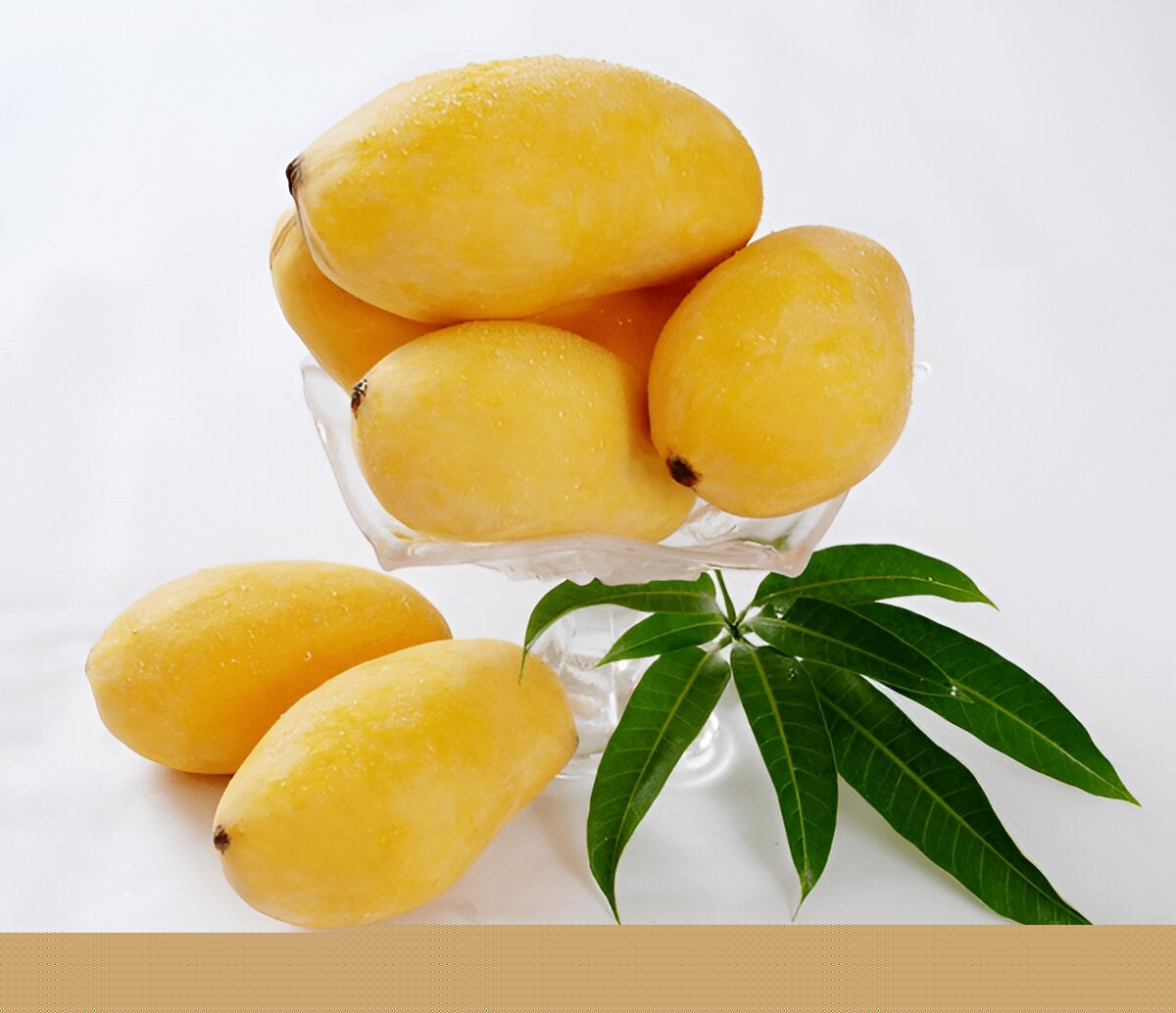 Sindhri Mango (The Queen Of Mangos)